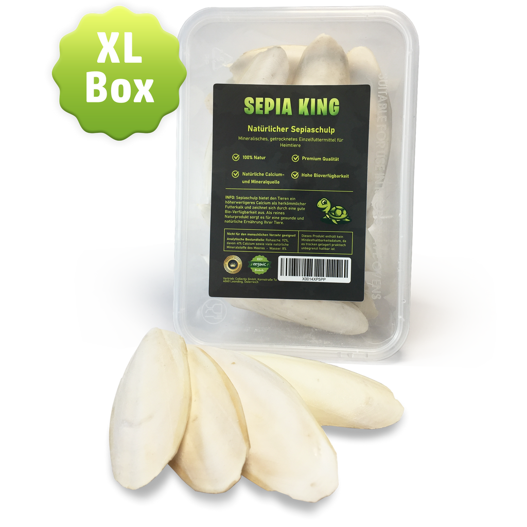 Sepia-King® XL Box | 250g 10-17cm Sepiaschalen stabile Aufbewahrungsbox