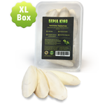Sepia-King® XL Box | 250g 10-17cm Sepiaschalen stabile Aufbewahrungsbox